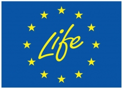 life logo